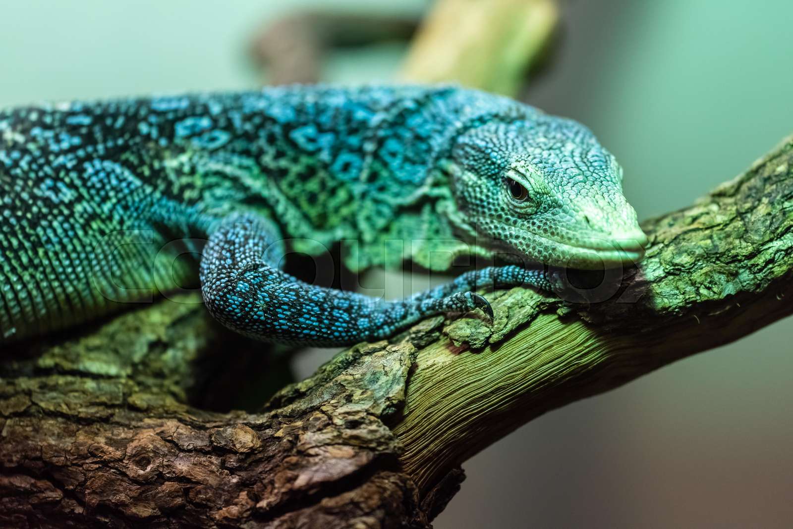 Blue Spotted Tree Monitor | Stock image | Colourbox