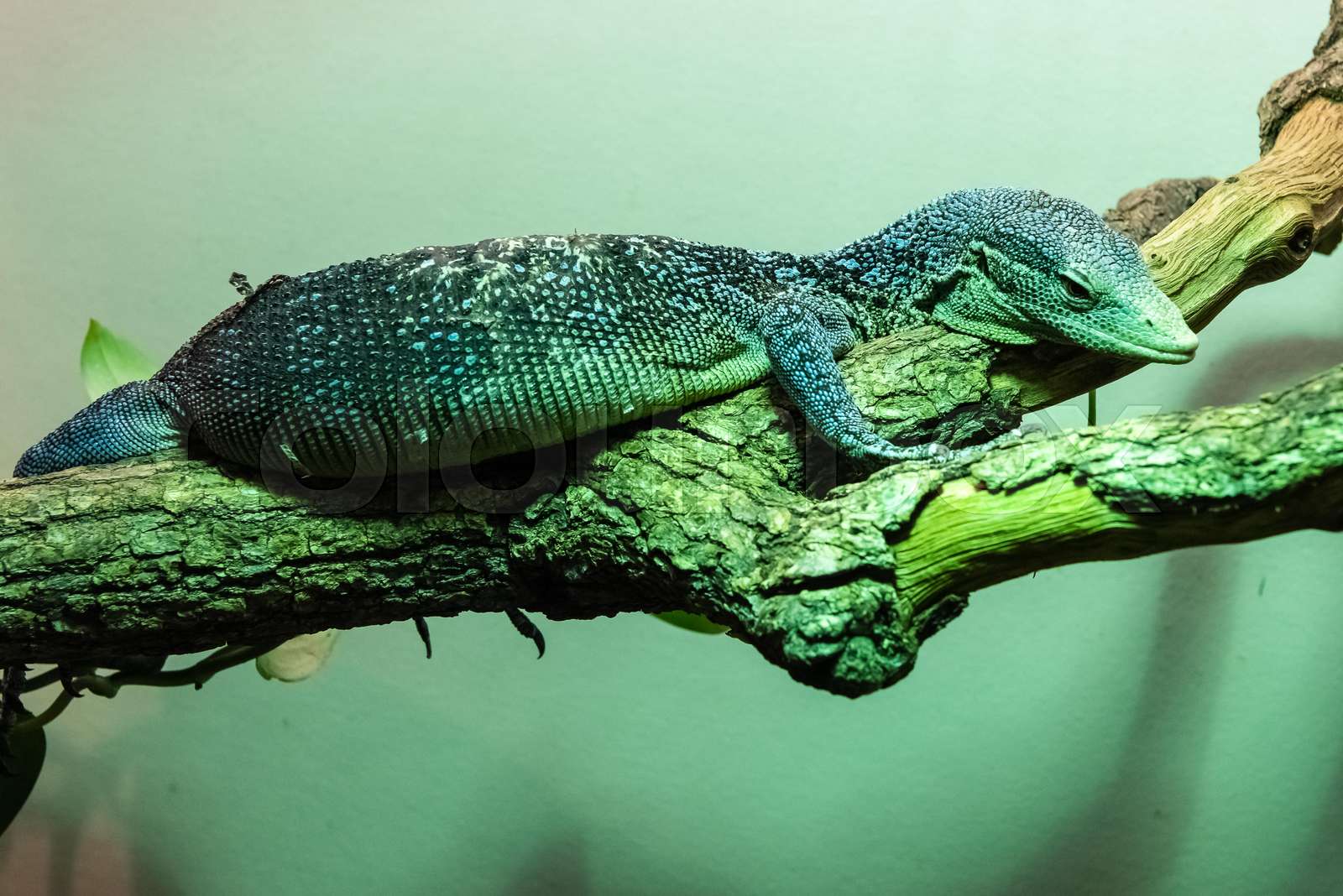 Blue Spotted Tree Monitor | Stock image | Colourbox