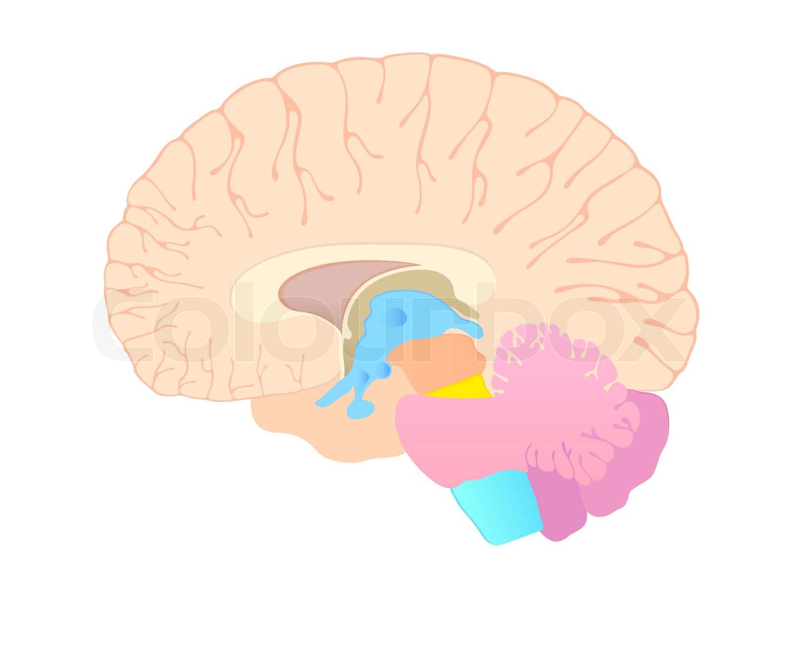 Convolutions Of The Brain In Section Stock Vector Colourbox Convolutions Of The Brain In Section Stock Vector Colourbox