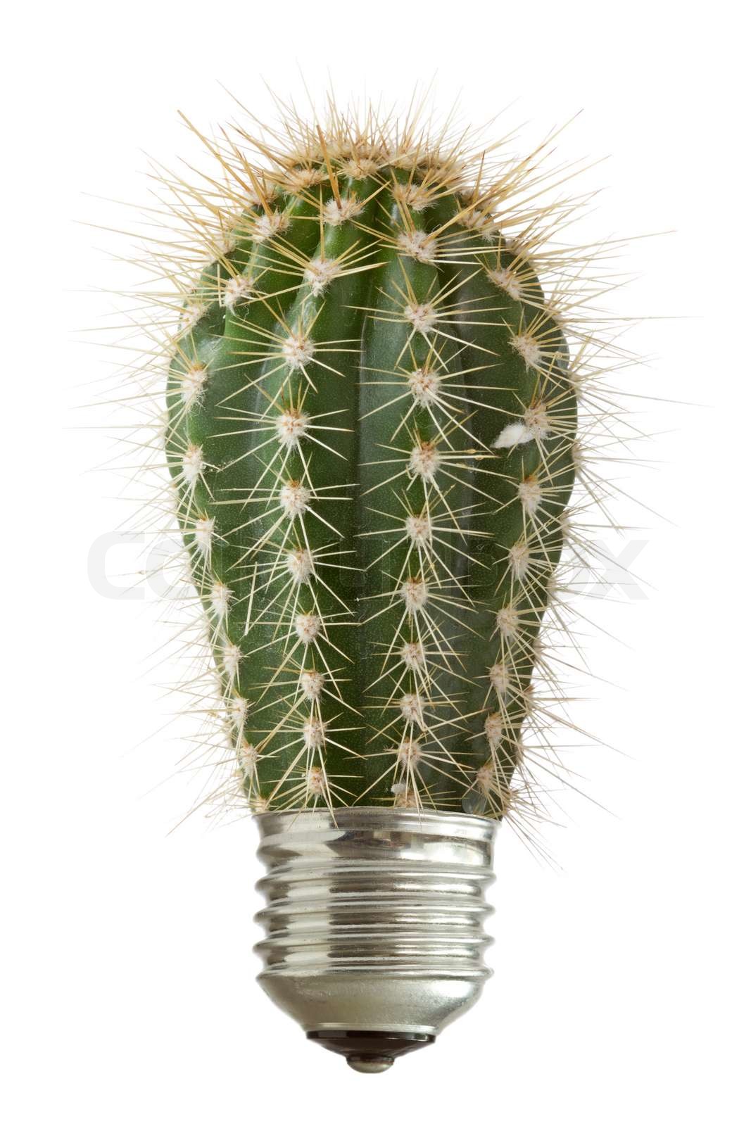cactus growing out of a bulb Stock image Colourbox