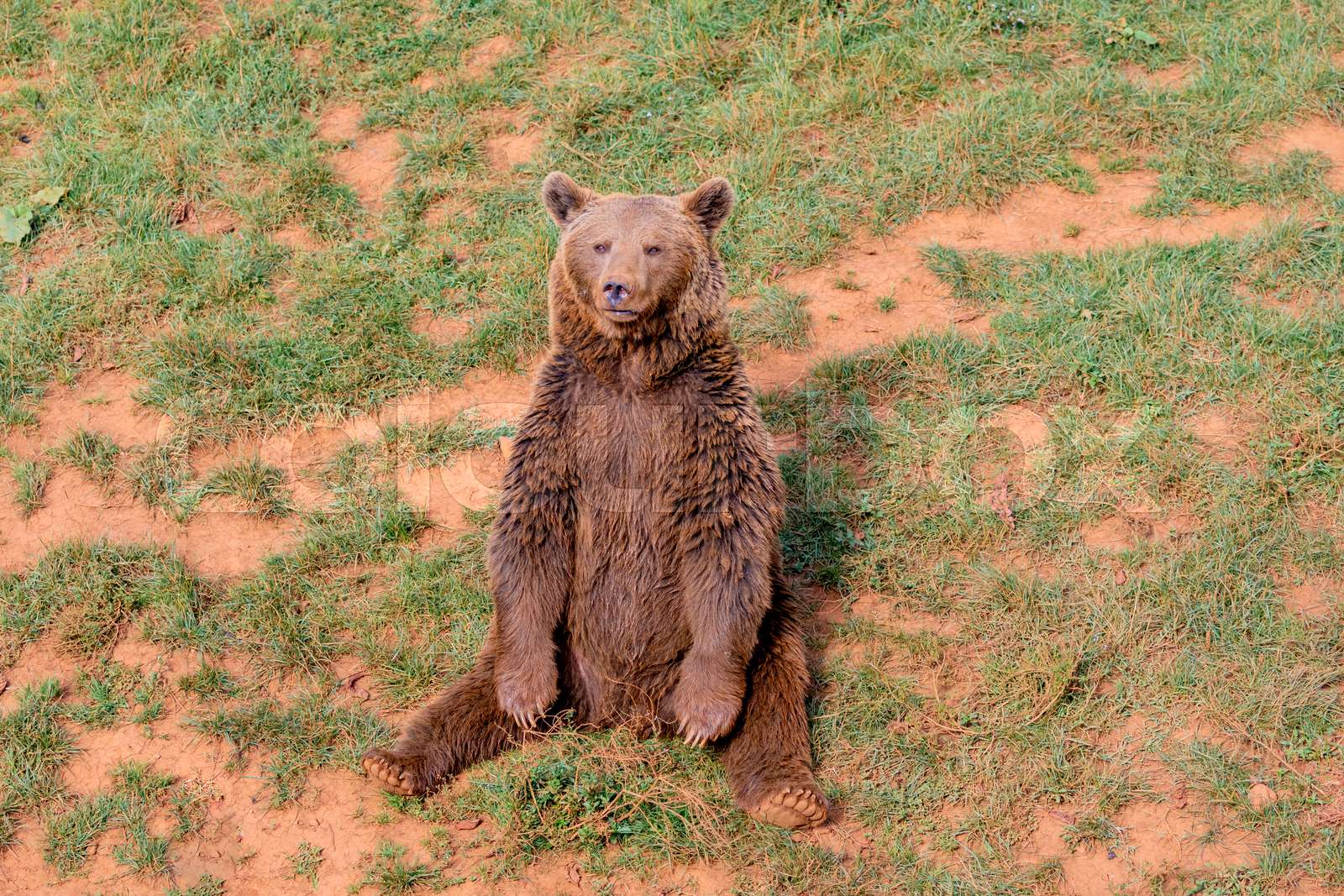 Beautiful Brown Spanish Bear Stock Image Colourbox