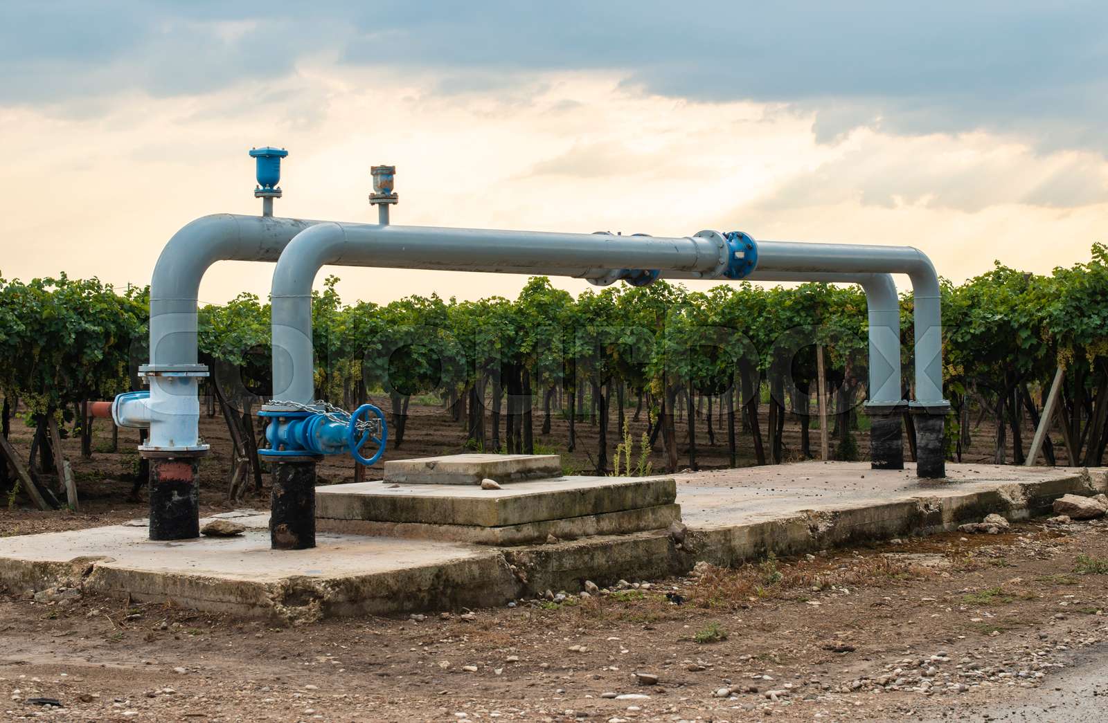 Watering pipes and vineyard. Stock image Colourbox