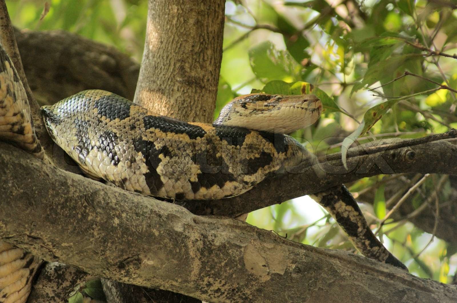 indian python | Stock image | Colourbox