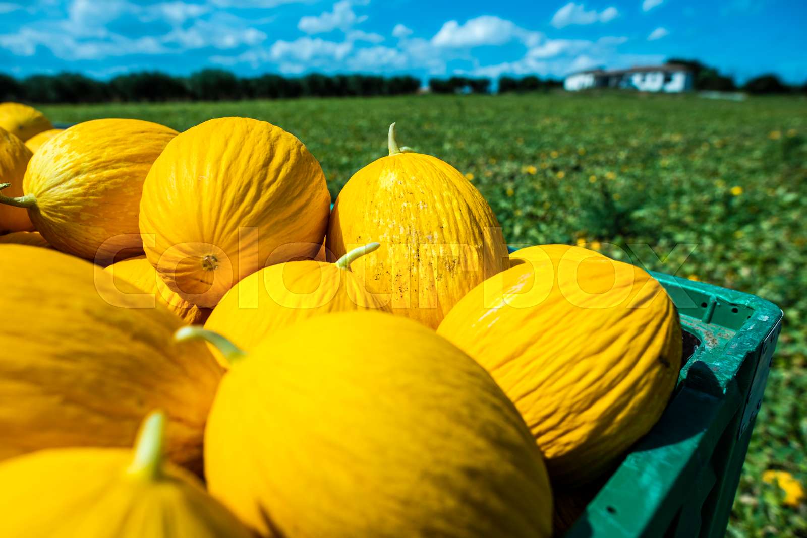 Canary melons in crate loaded on truck from the farm. Stock image
