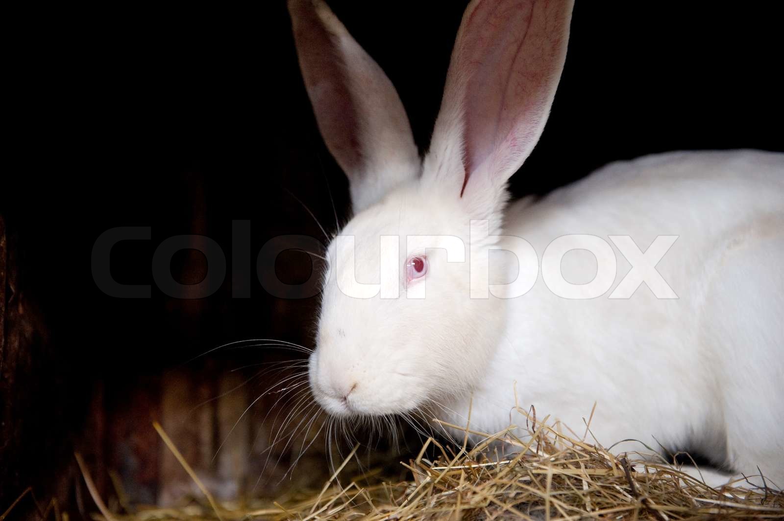 White rabbit | Stock image | Colourbox