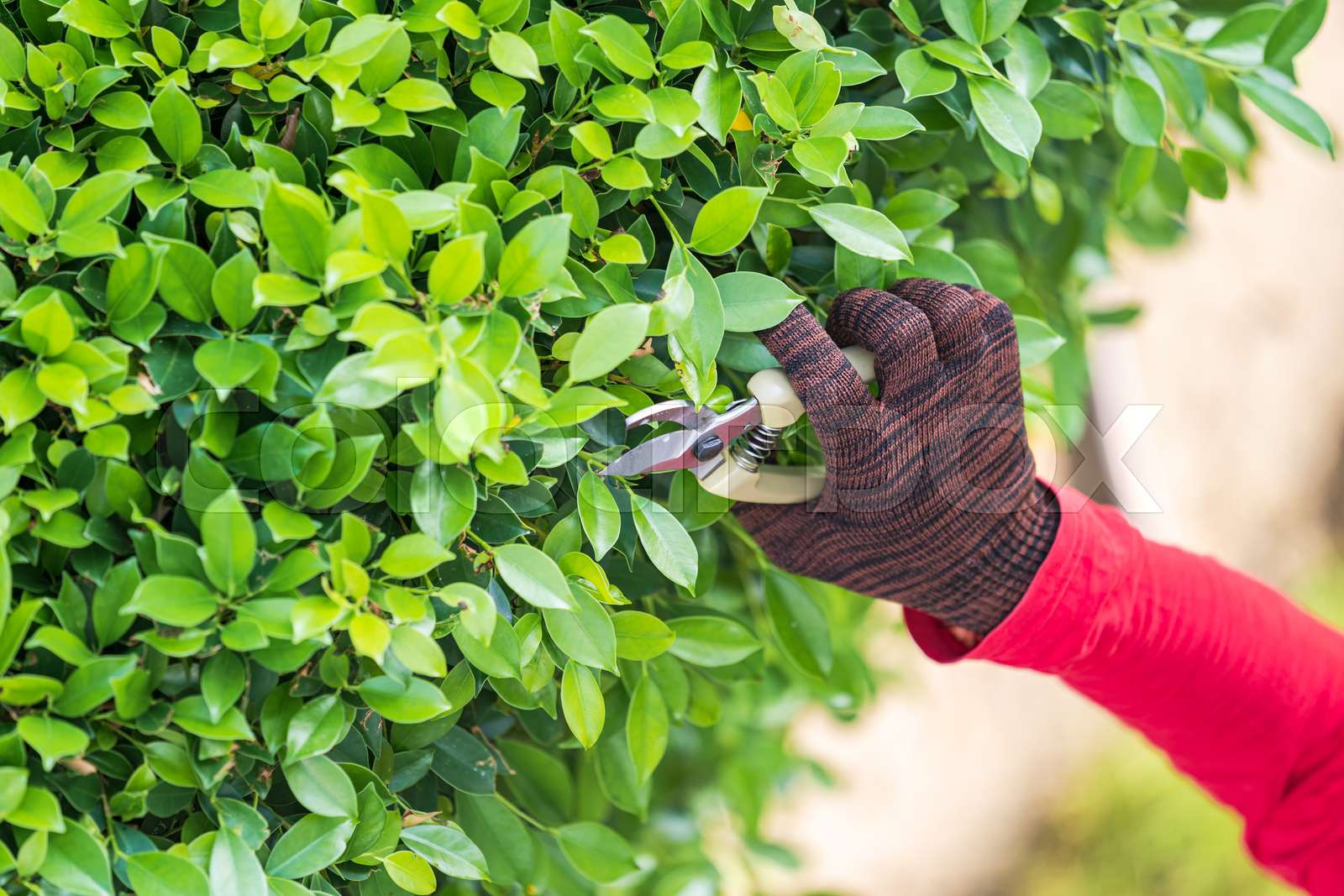 Pruning Of Ornamental Trees At Home In Morning Stock Image Colourbox