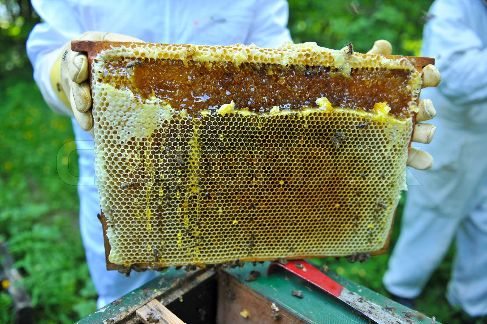 Making Honey Stock Image Colourbox