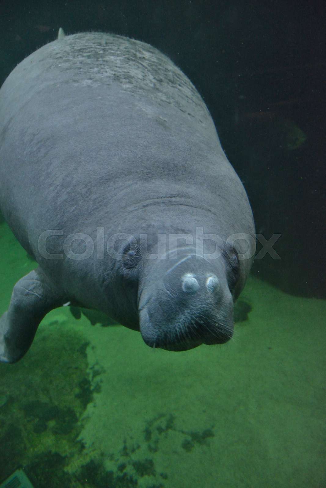 Zoo Odense Dyr Stock Image Colourbox