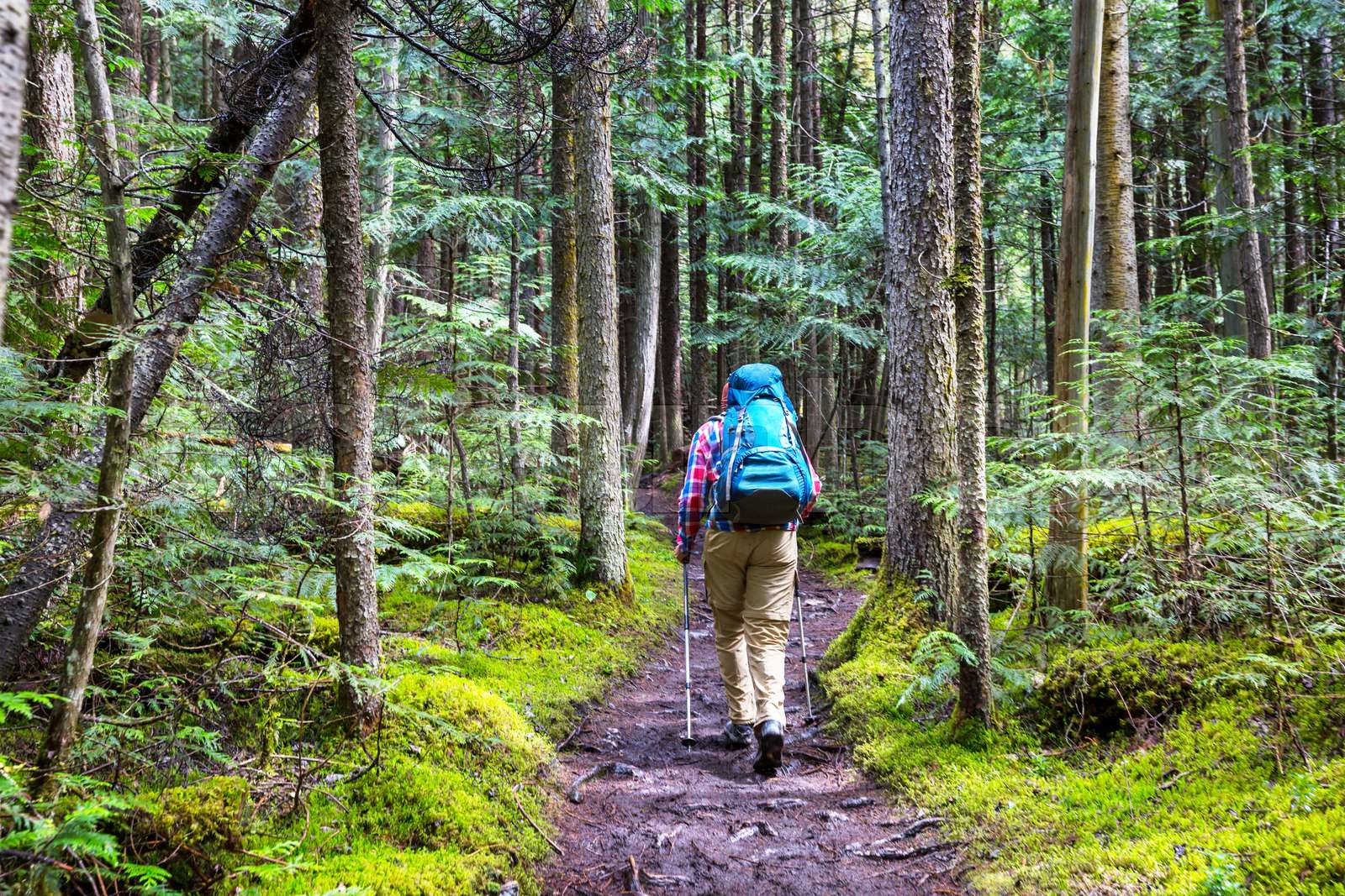 Hike in the forest Stock image Colourbox