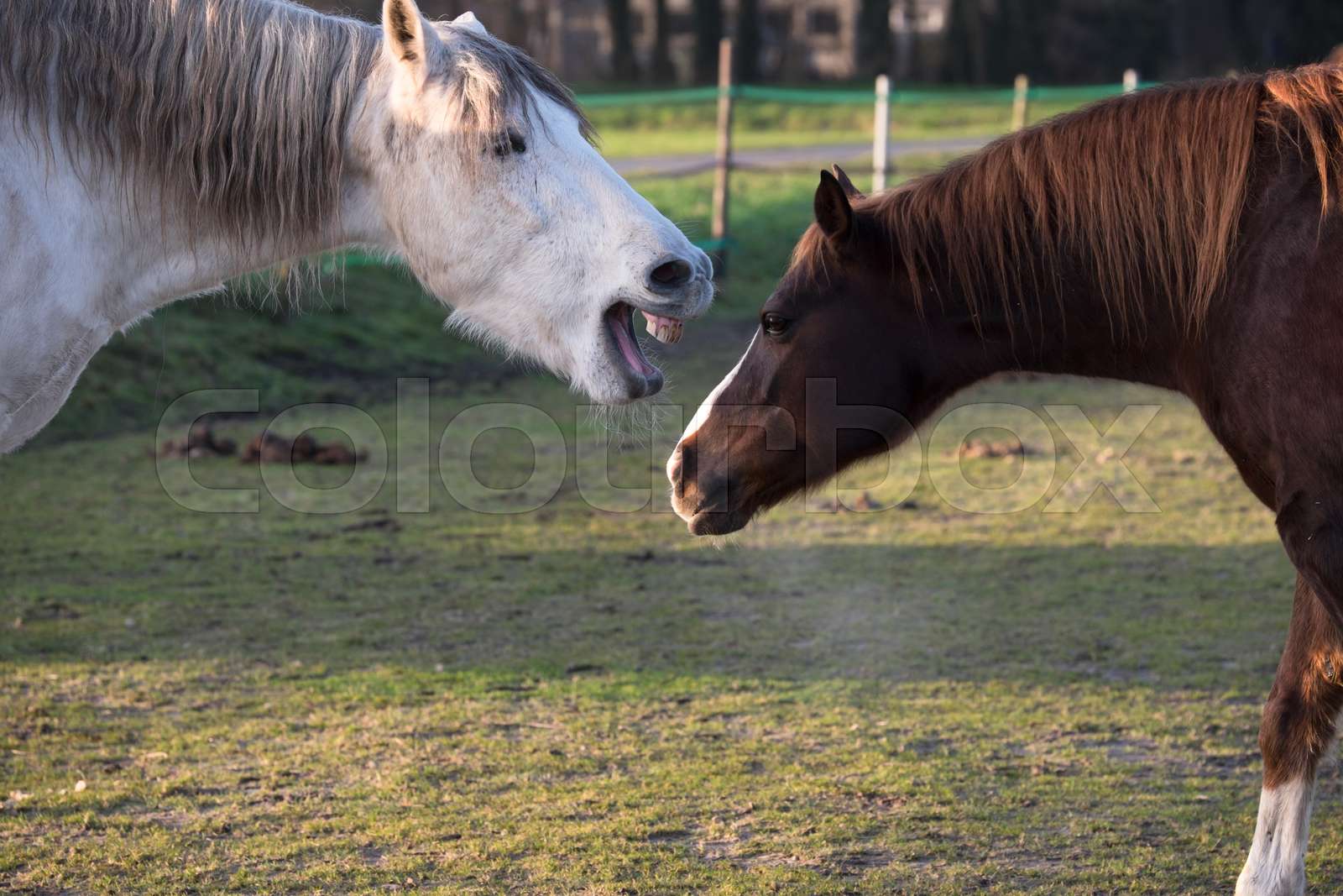 White horse playfully bites at another brown horse in a green pasture
