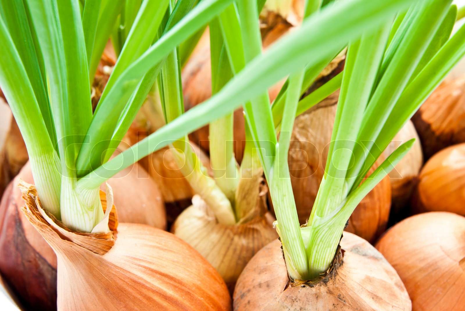 zwiebel, blume, reif | Stock Bild | Colourbox