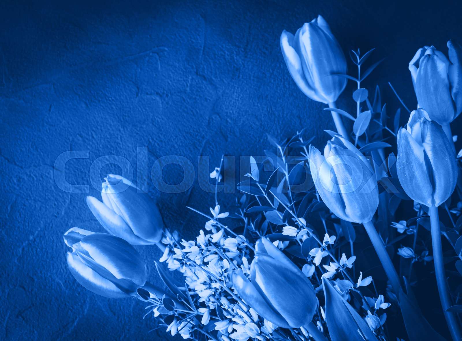 Tulips Bouquet On Classic Blue Greeting Card Stock Image Colourbox Tulips Bouquet On Classic Blue Greeting Card Stock Image Colourbox