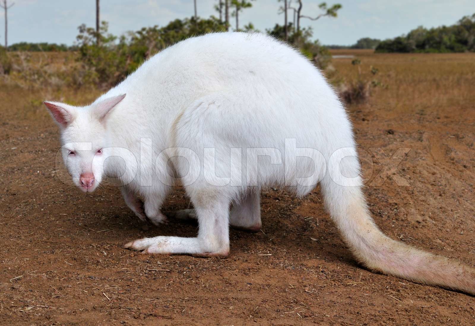 Albino Kangaroo | Stock image | Colourbox
