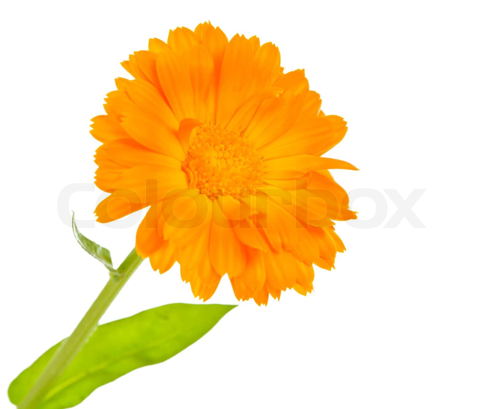 marigold Stock image Colourbox