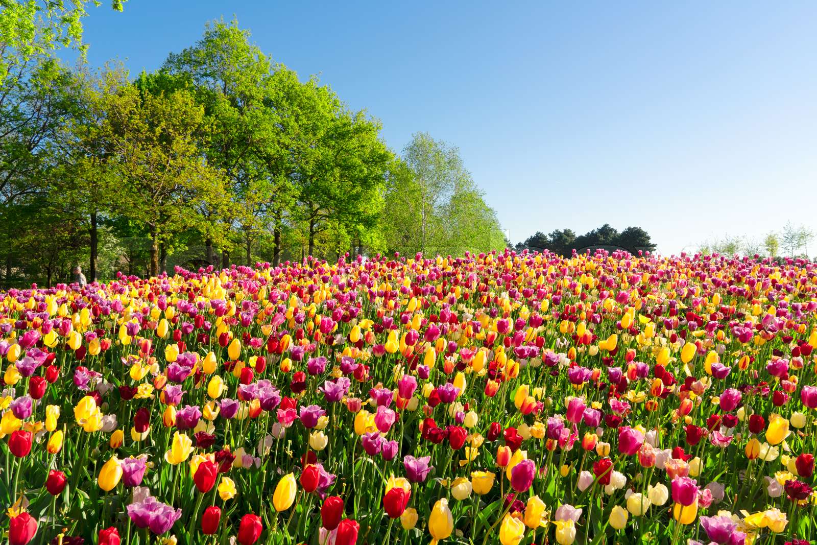 fresh lawn with flowers | Stock image | Colourbox