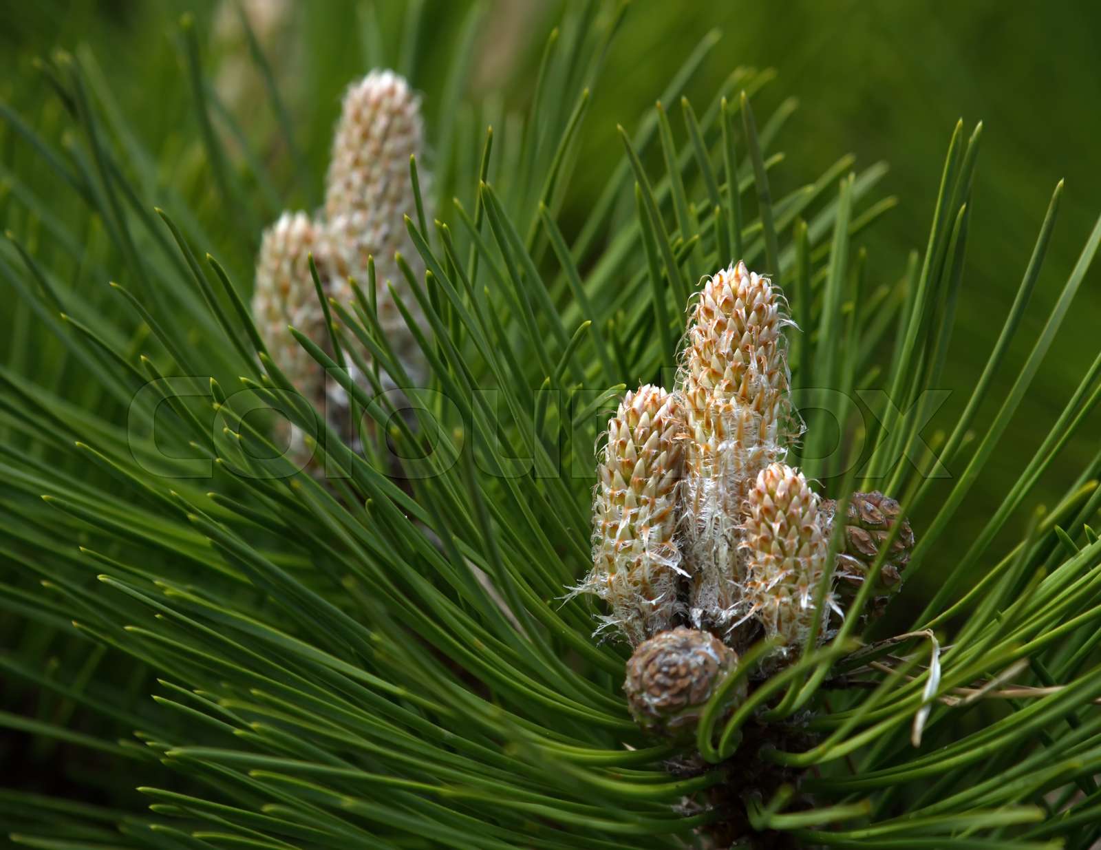 Black pine, pinus nigra | Stock image | Colourbox