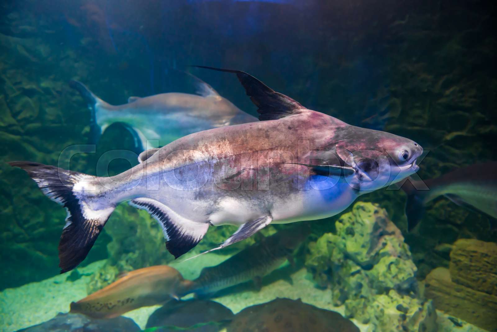 Tropical pangasius fish shark catfish | Stock image | Colourbox