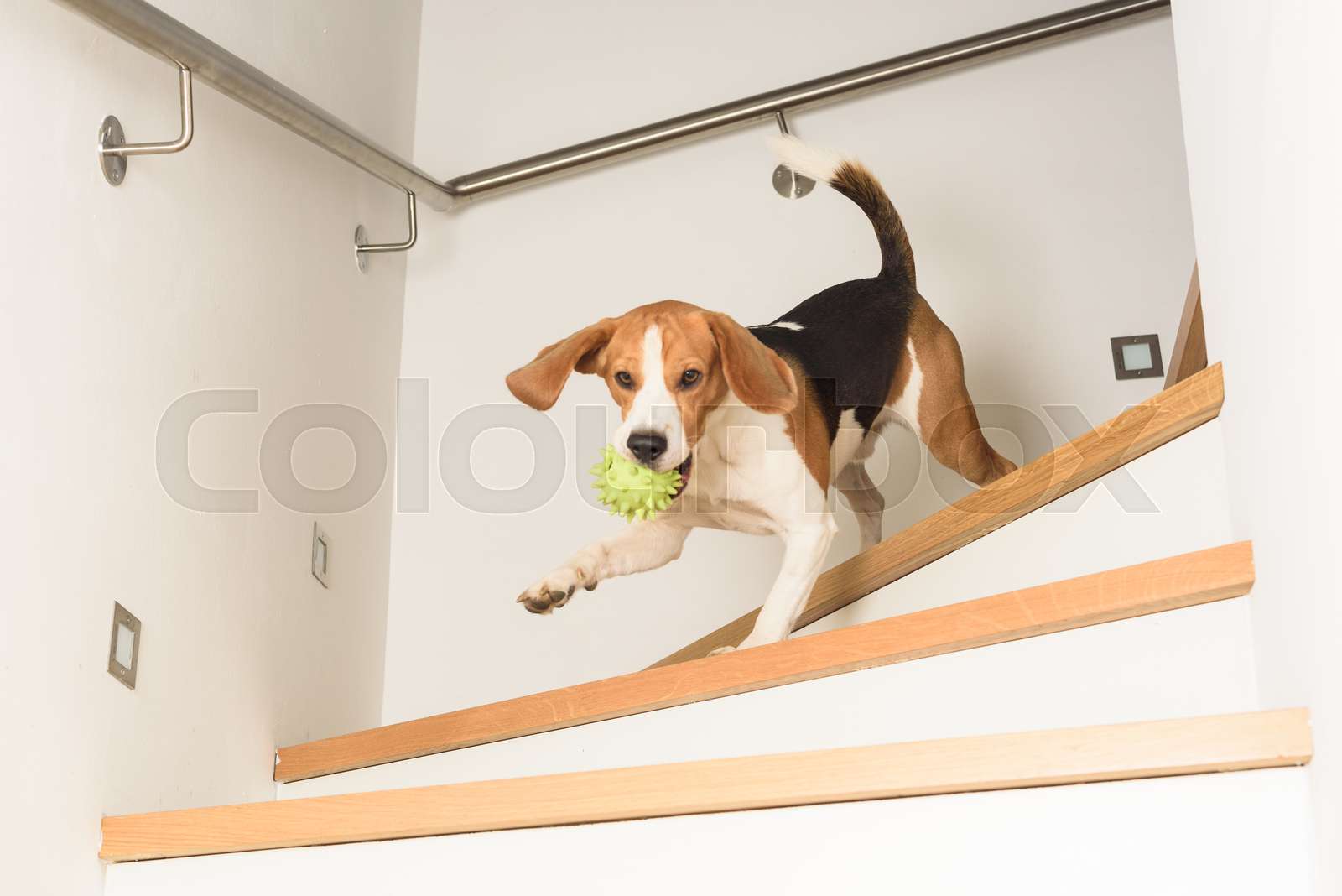 Dog run downstairs with a ball Stock image Colourbox