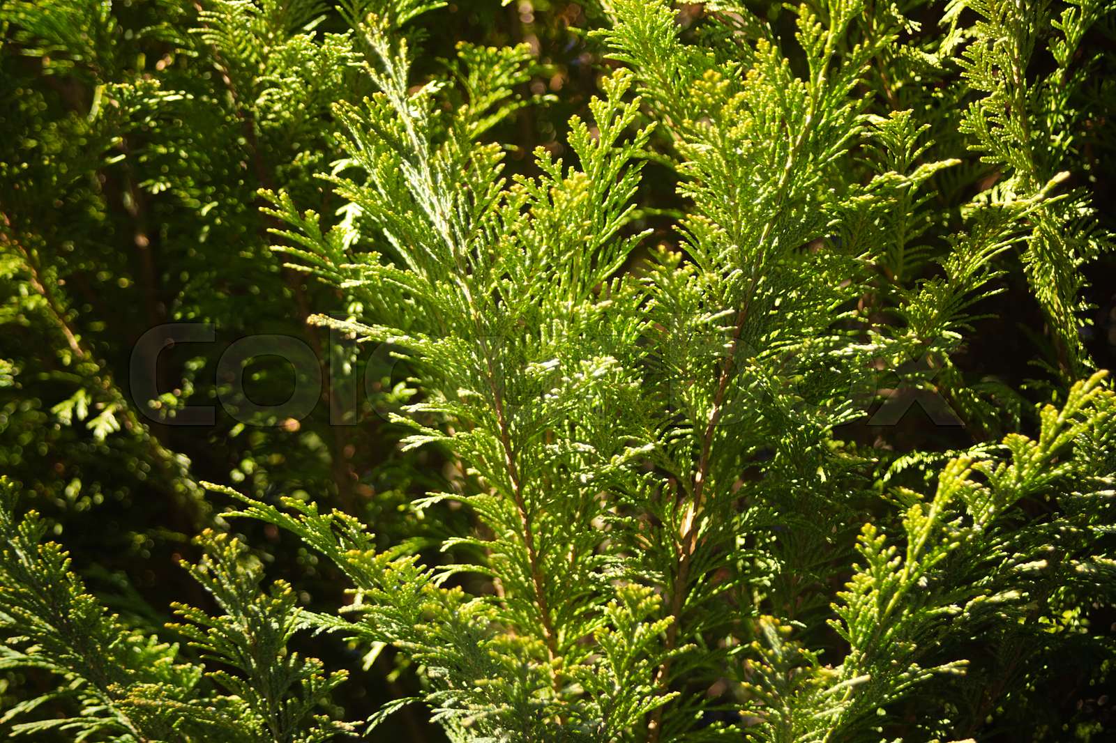 Thuja Lebensbaum, Thujen Hecke im Garten Stock Bild Colourbox