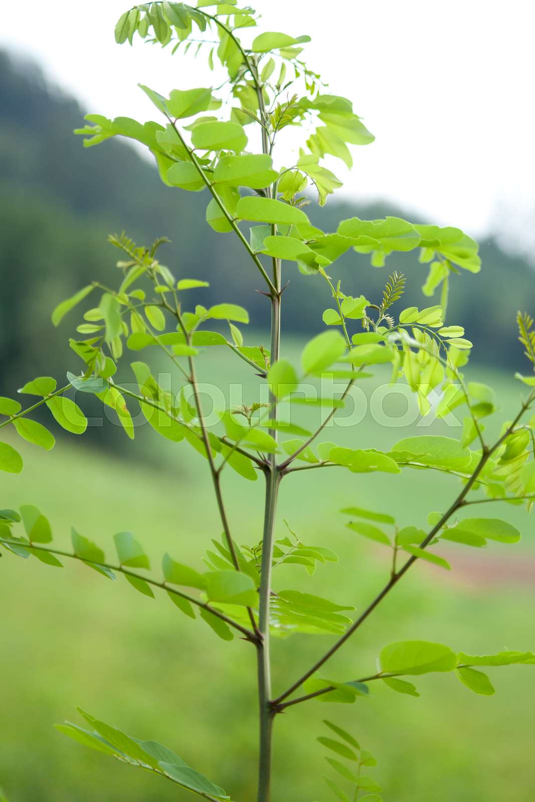 Gewöhnliche Robinie (Robinia pseudoacacia), | Stock Bild | Colourbox