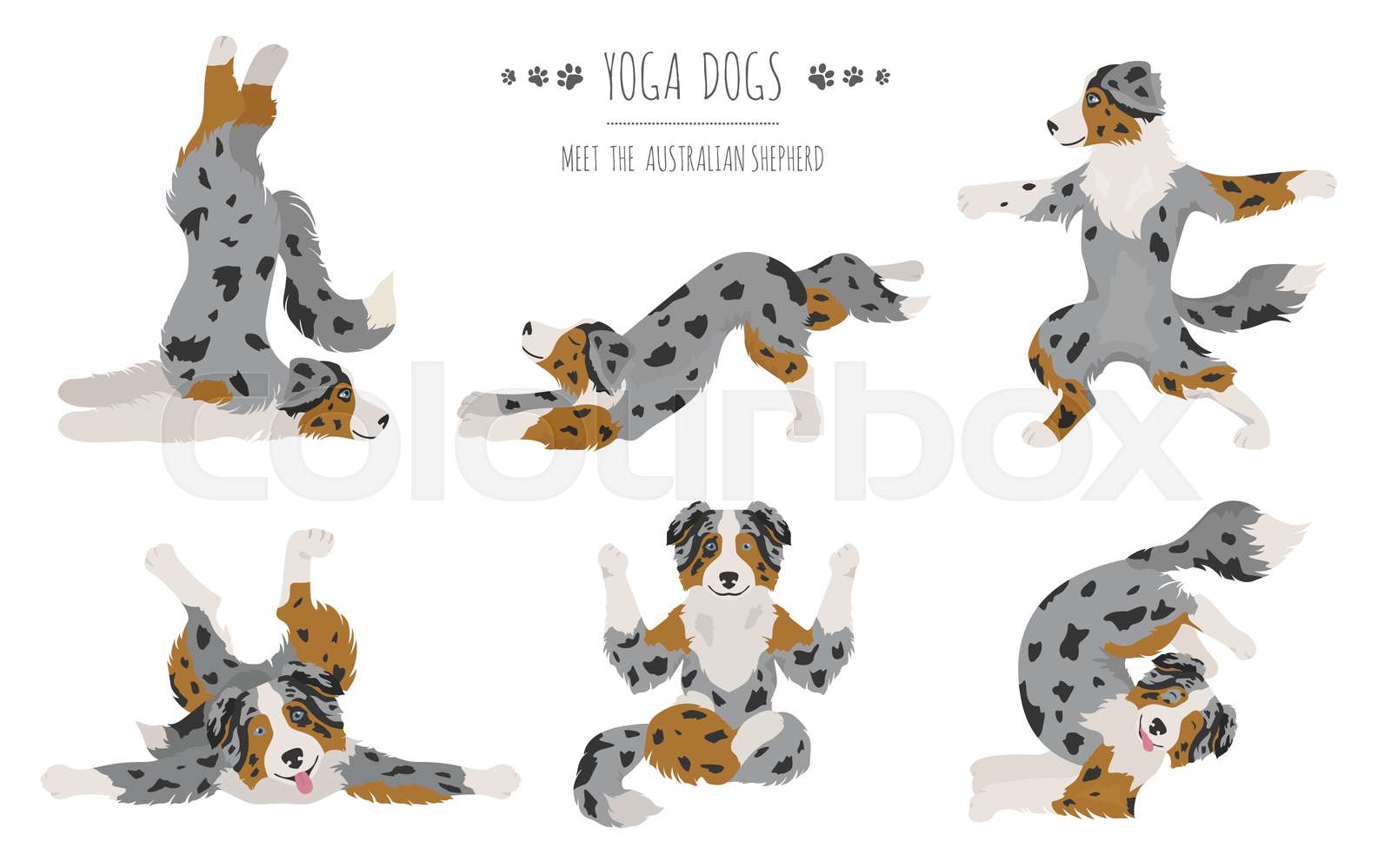 Yoga dogs poses and exercises. Australian shepherd clipart Stock