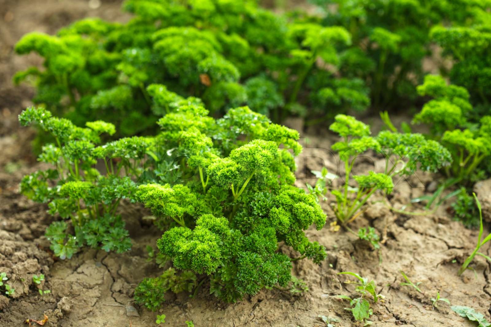 Curly parsley Stock image Colourbox
