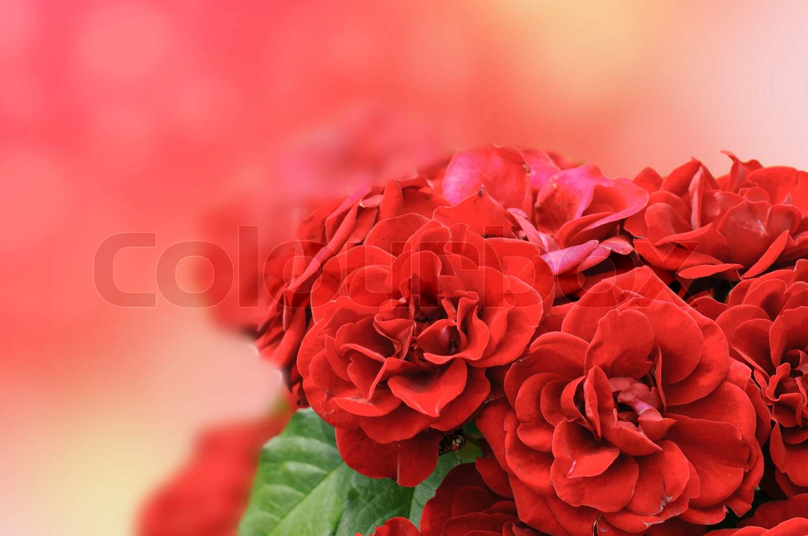 Red roses card | Stock image | Colourbox