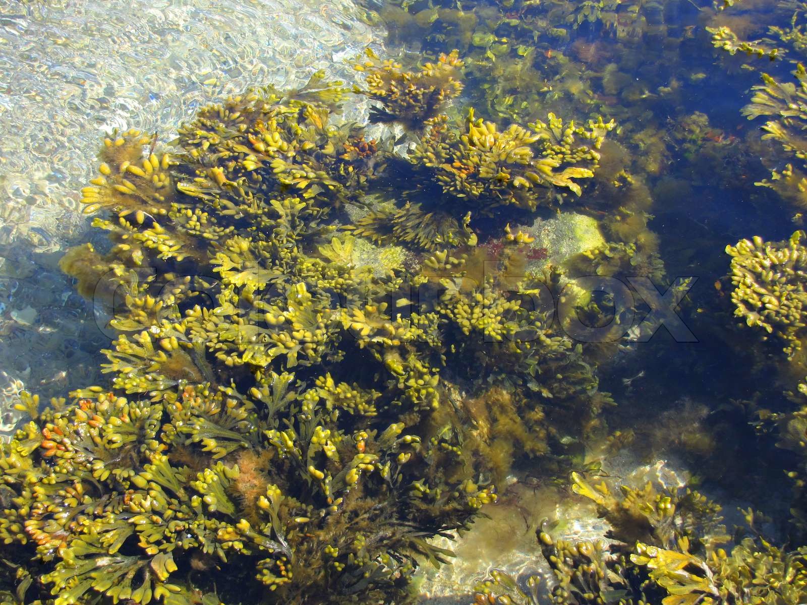 Algen Stock Bild Colourbox