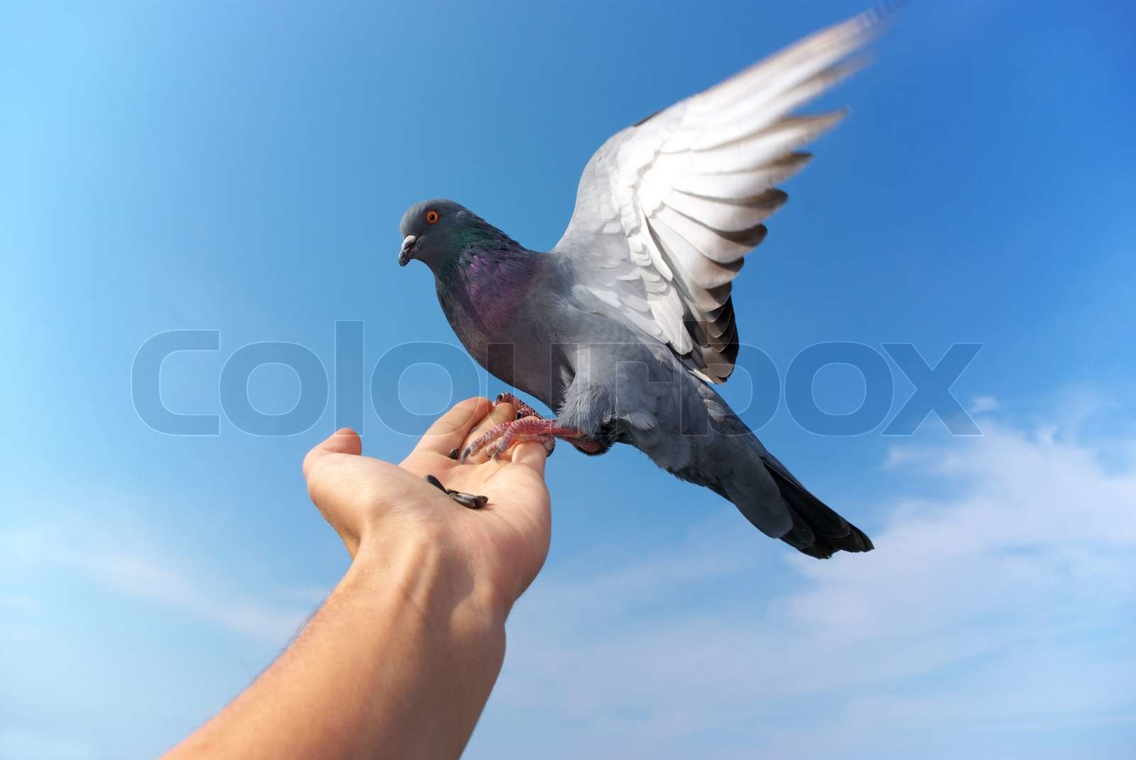 Taube auf der hand Stock Bild Colourbox