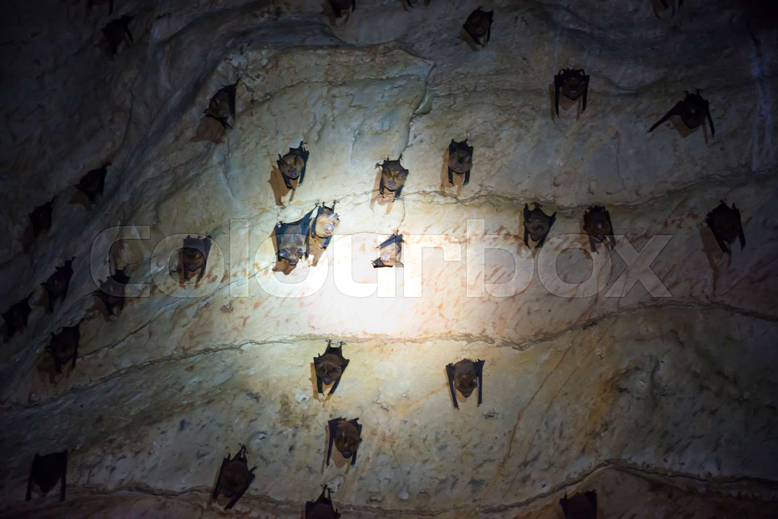 Bats colony in natural cave | Stock image | Colourbox