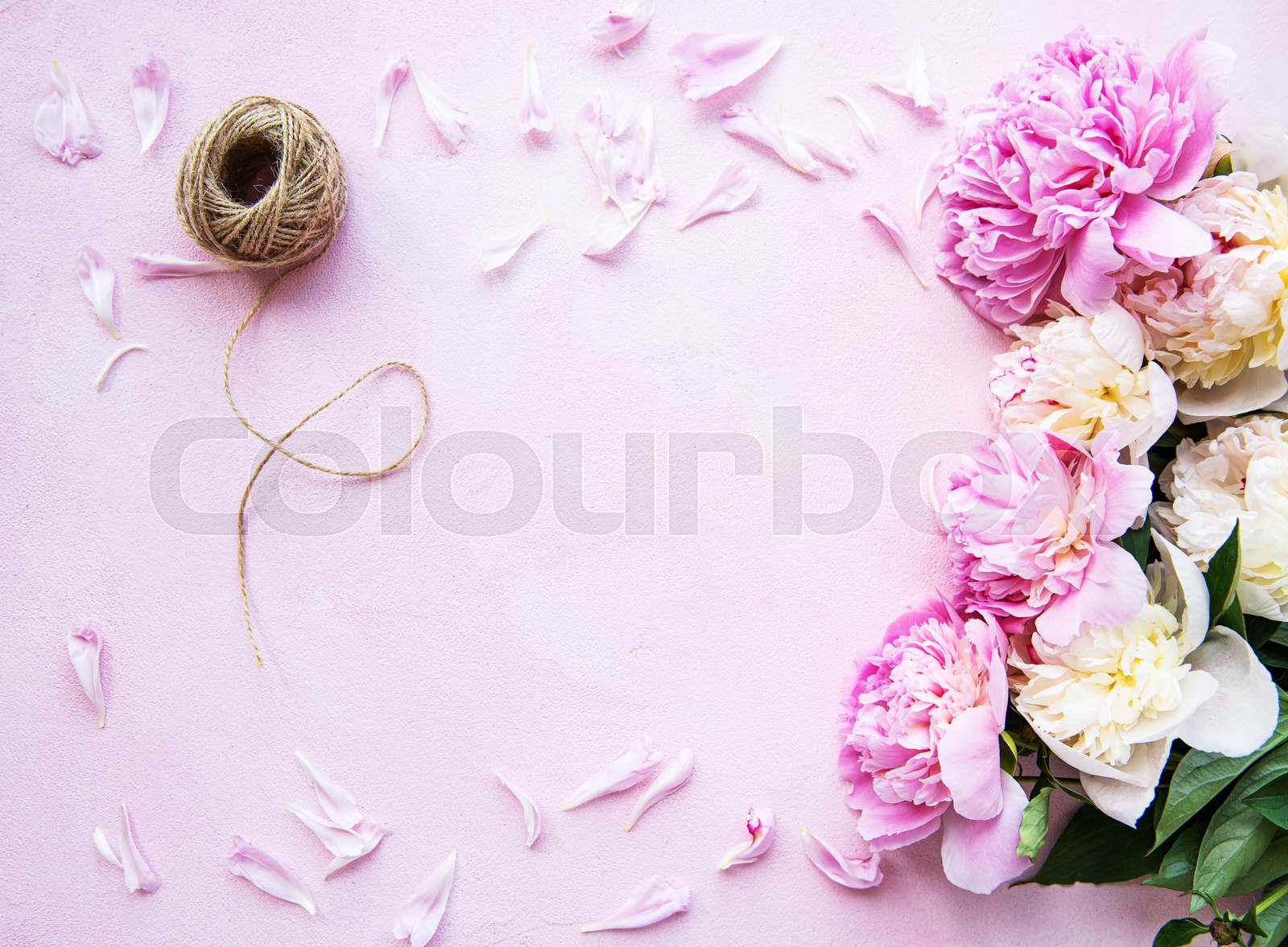 background-with-pink-peonies-stock-image-colourbox