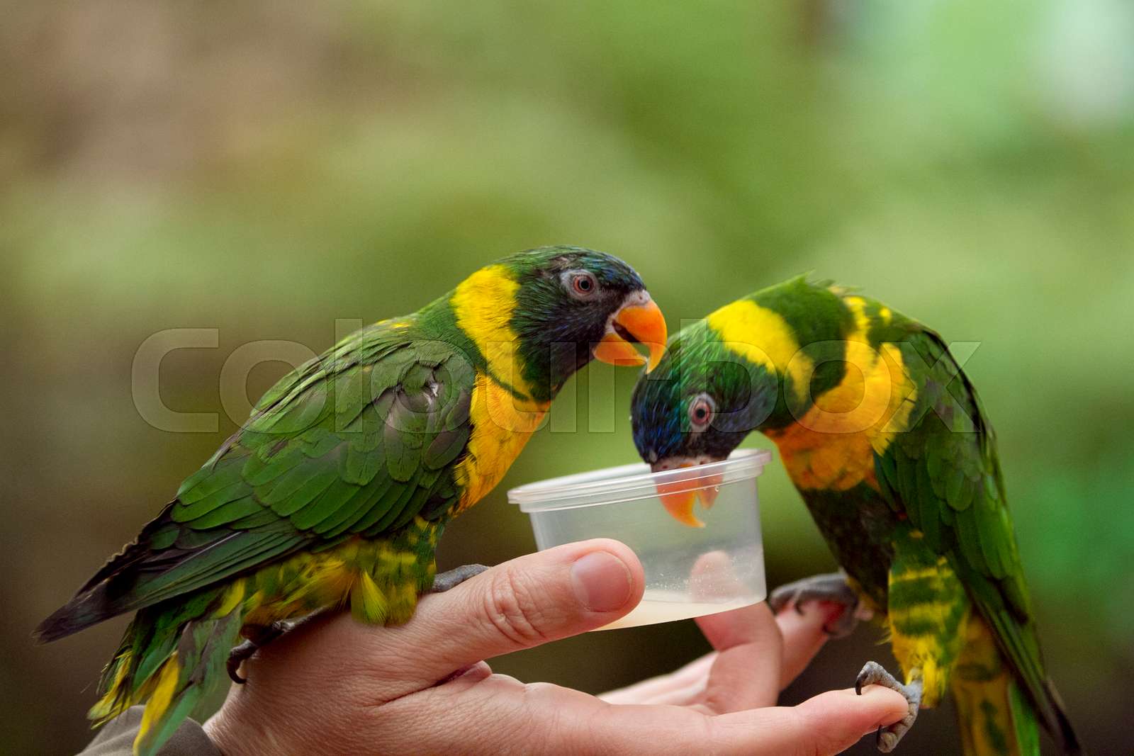 Feeding parrots Stock image Colourbox