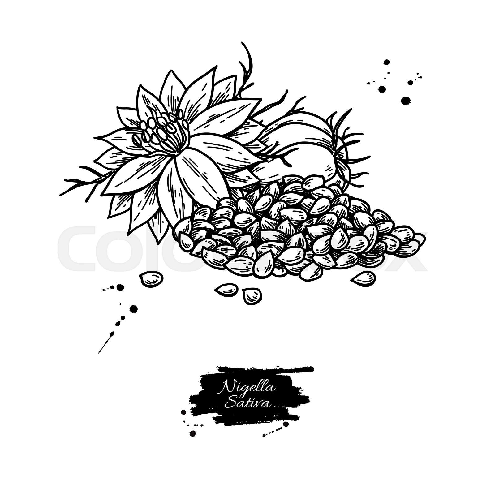Nigella sativa vector drawing. Black cumin isolated illustration