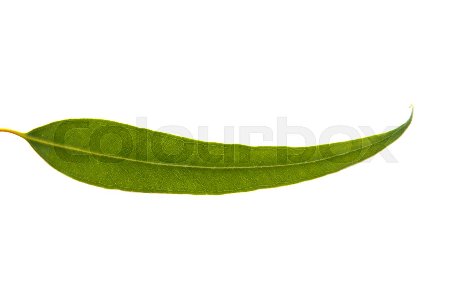 eucalyptus-leaves-isolated-stock-image-colourbox