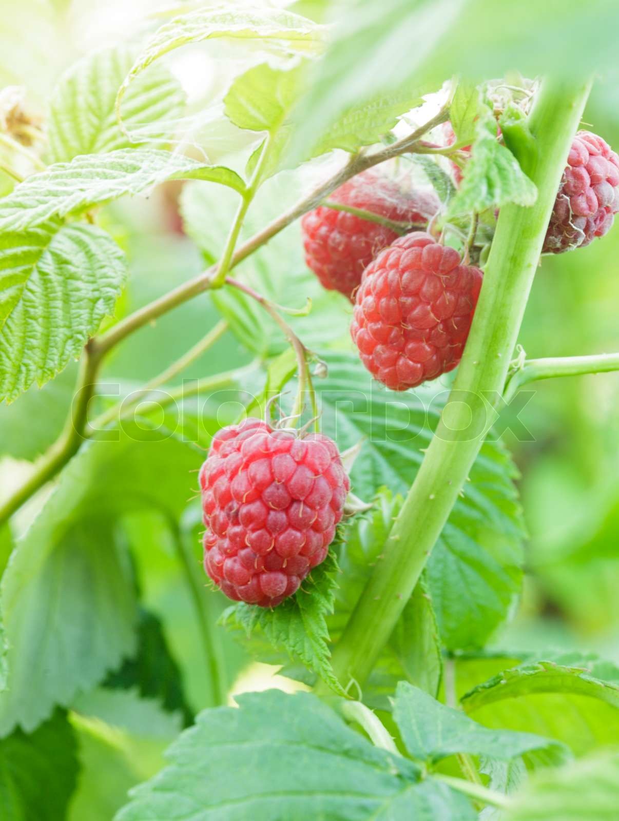 Raspberry bush | Stock image | Colourbox