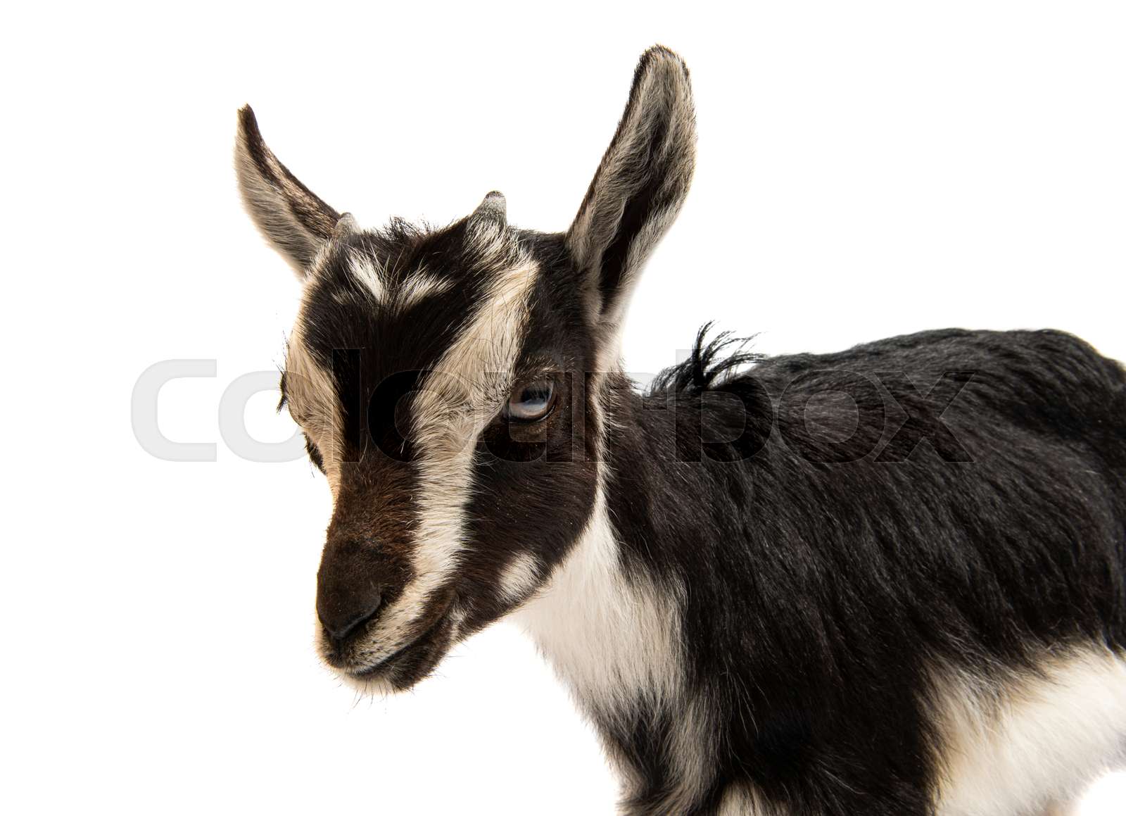 Black And White Goat Stock Image Colourbox Black And White Goat Stock Image Colourbox