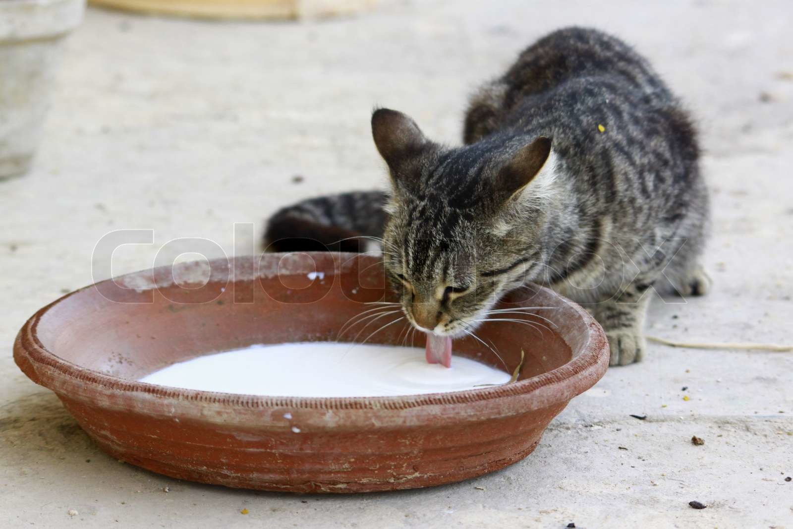 cat eating milk