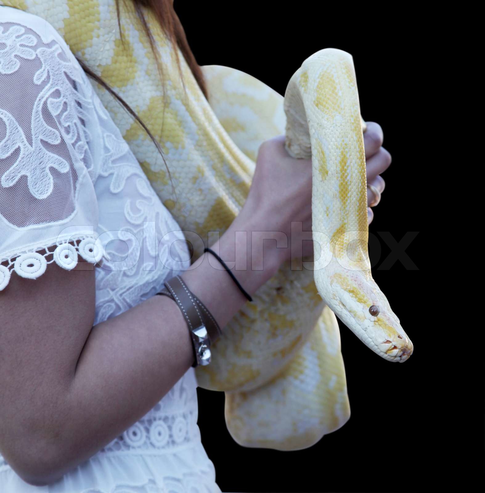 yellow python | Stock image | Colourbox