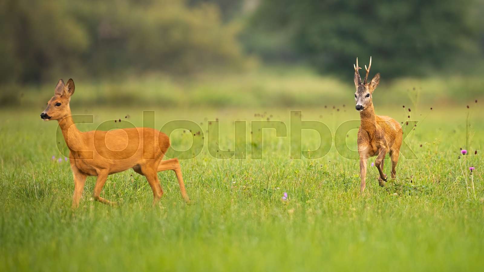 Pair of roe deer buck and doe in mating season in summer nature | Stock ...