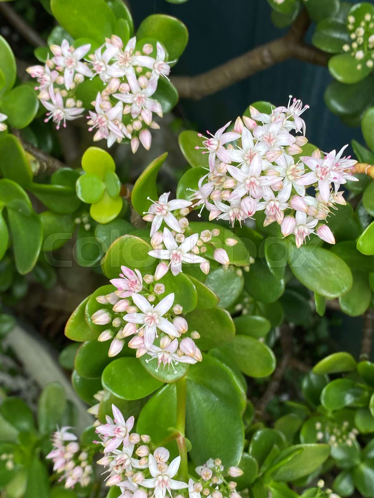 Crassula ovata, jade plant, lucky plant, money plant Photo