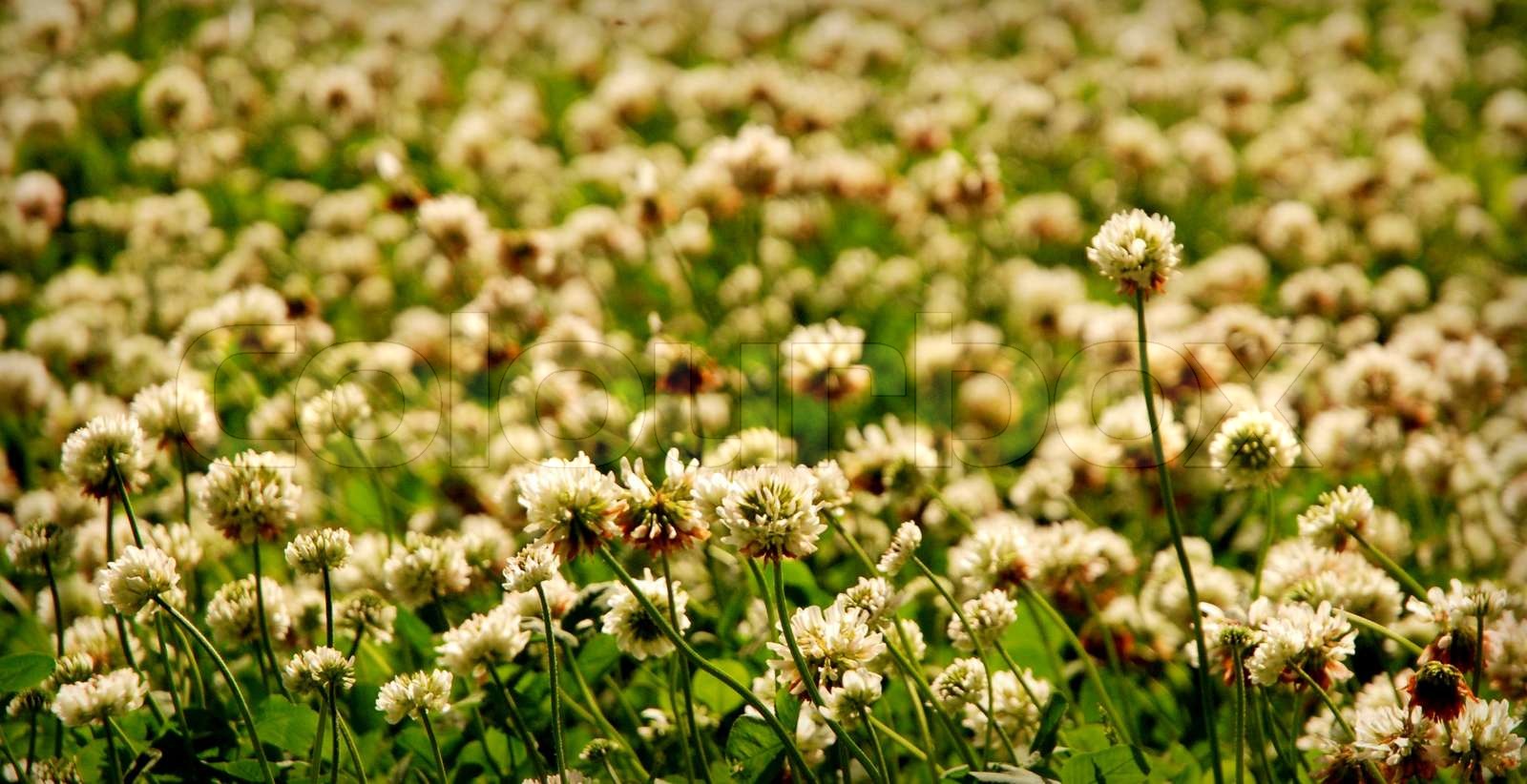 KleeFeld Stock Bild Colourbox