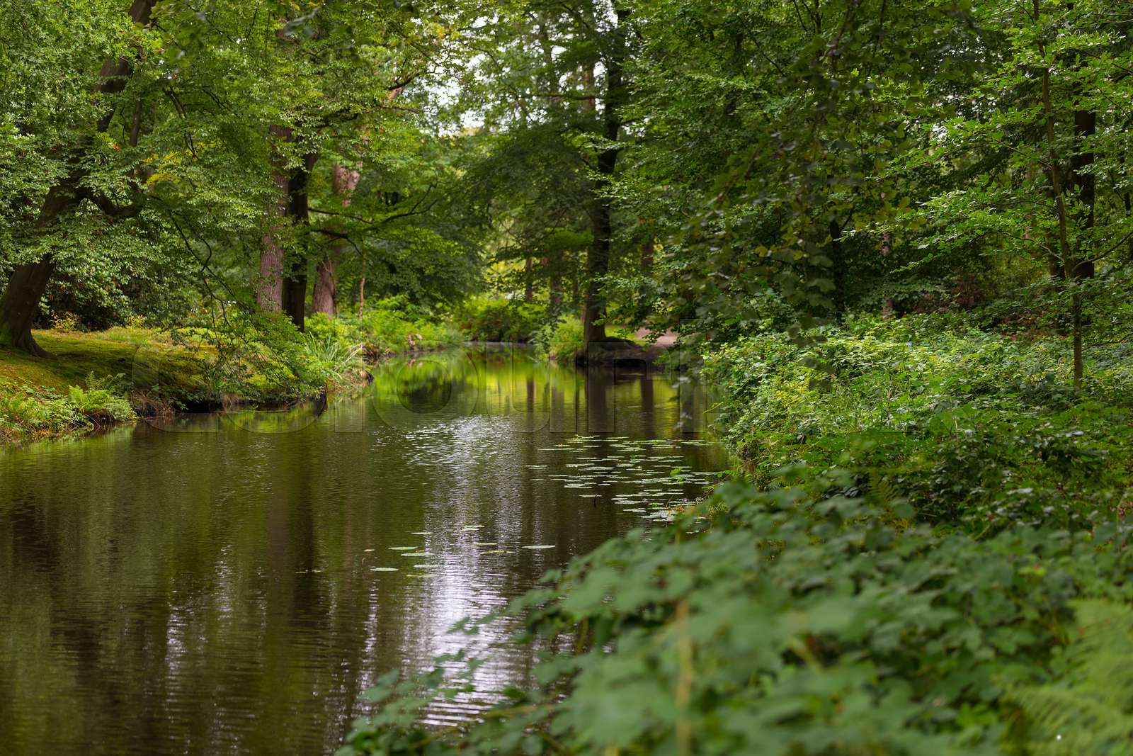 green forest in national park de veluwe Stock image Colourbox