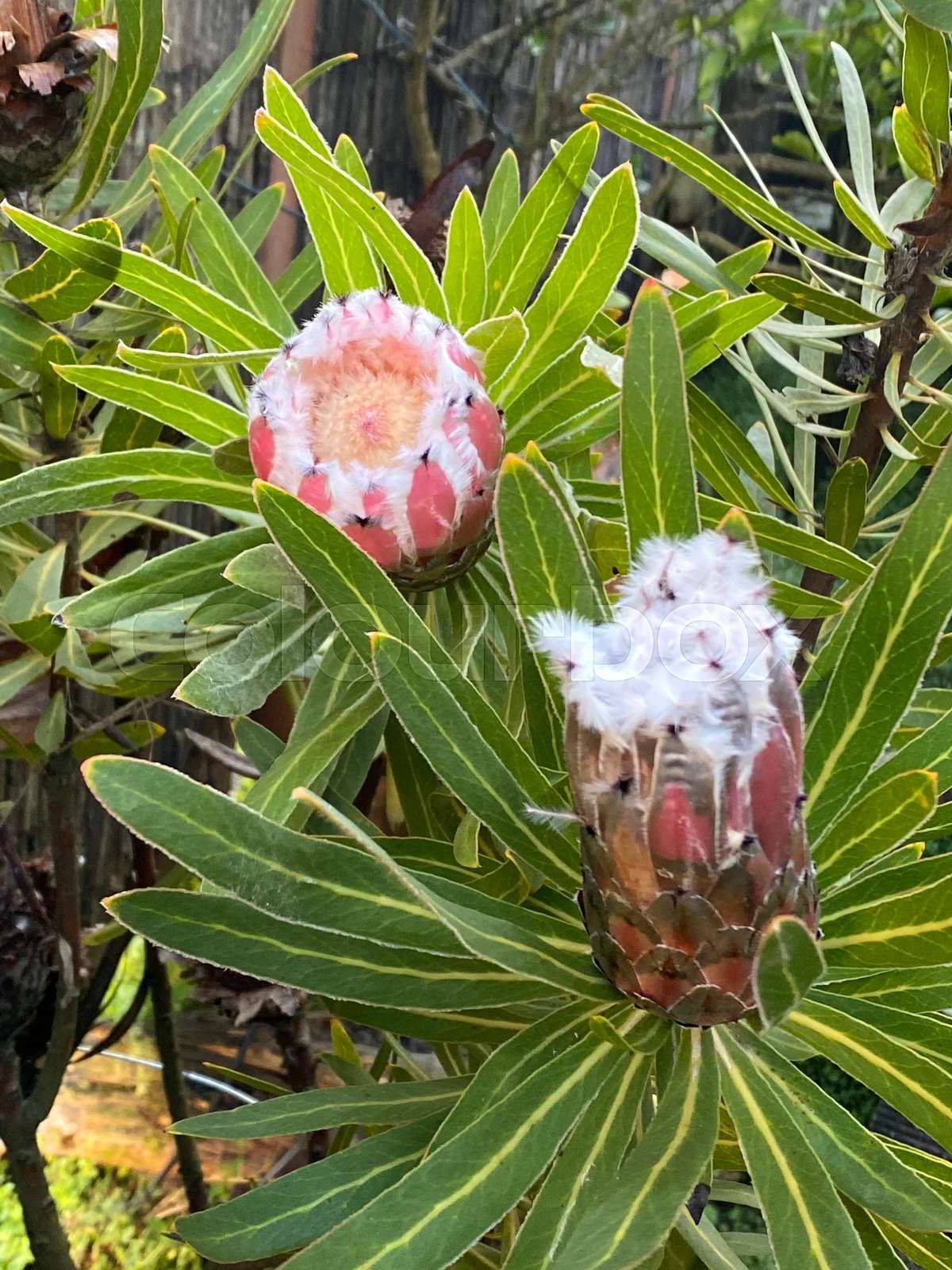 Photo of the flower of Protea neriifolia | Stock image | Colourbox