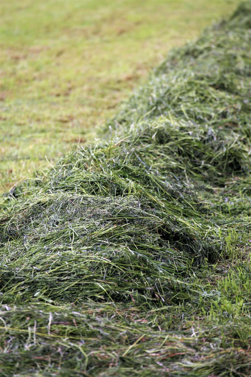 landscape with grass | Stock Bild | Colourbox