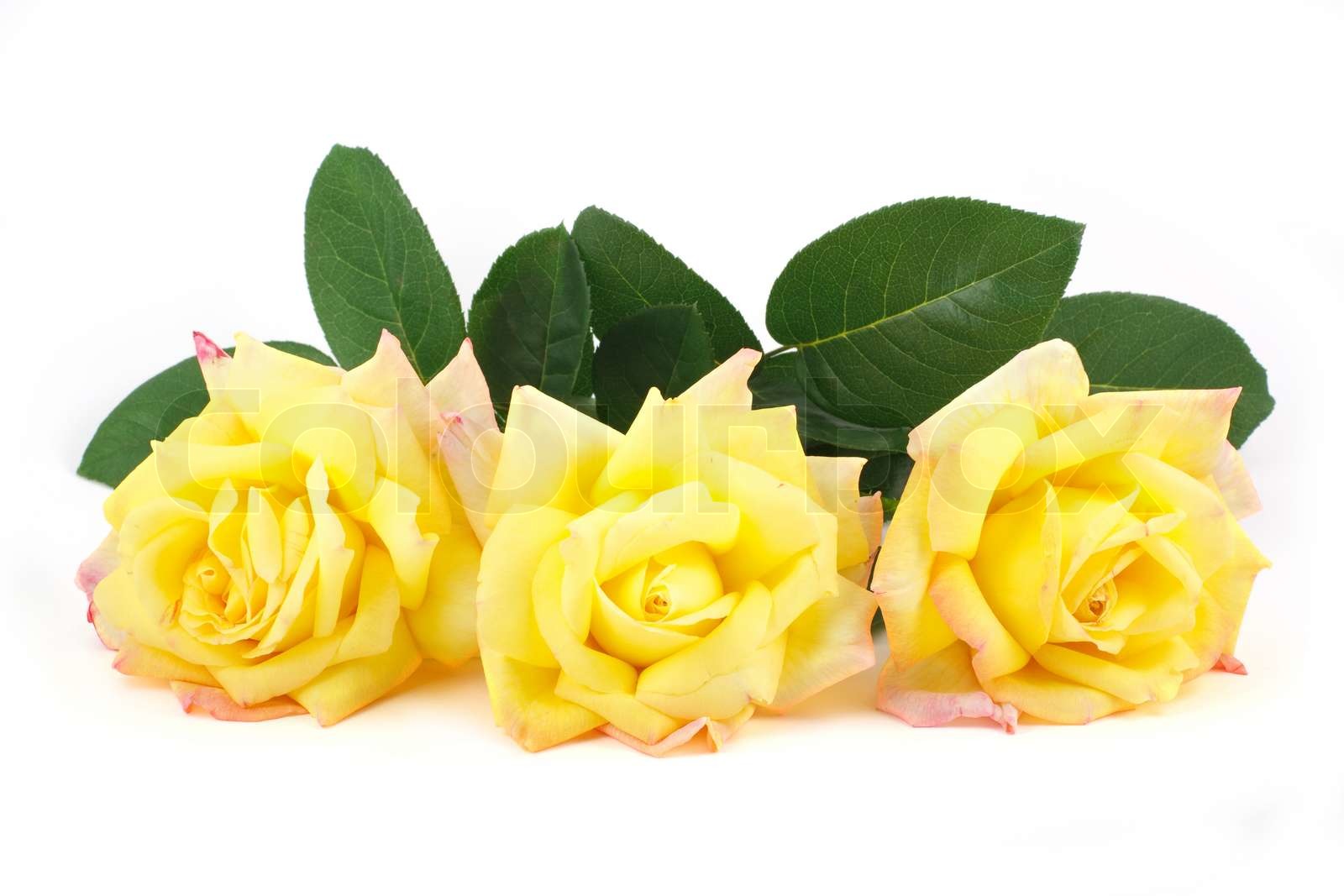 Three yellow roses isolated on white Stock image Colourbox