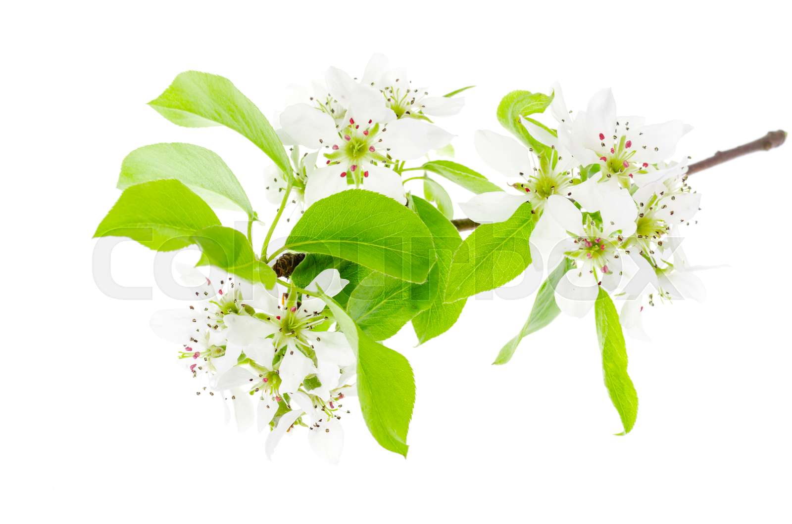 Fruit Tree Branch Blooming In White Flowers Isolated Stock Image