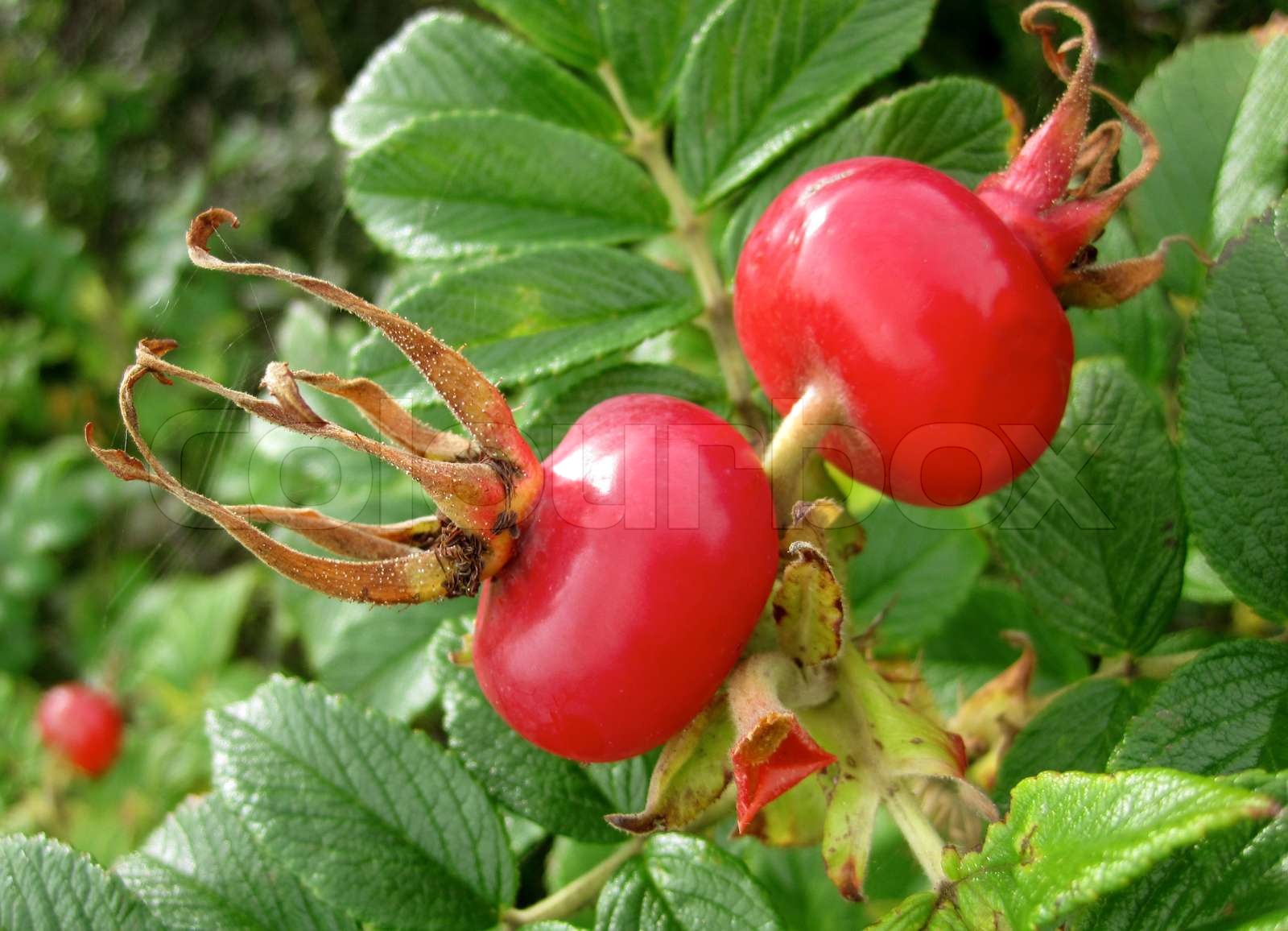 Rosehip | Stock image | Colourbox