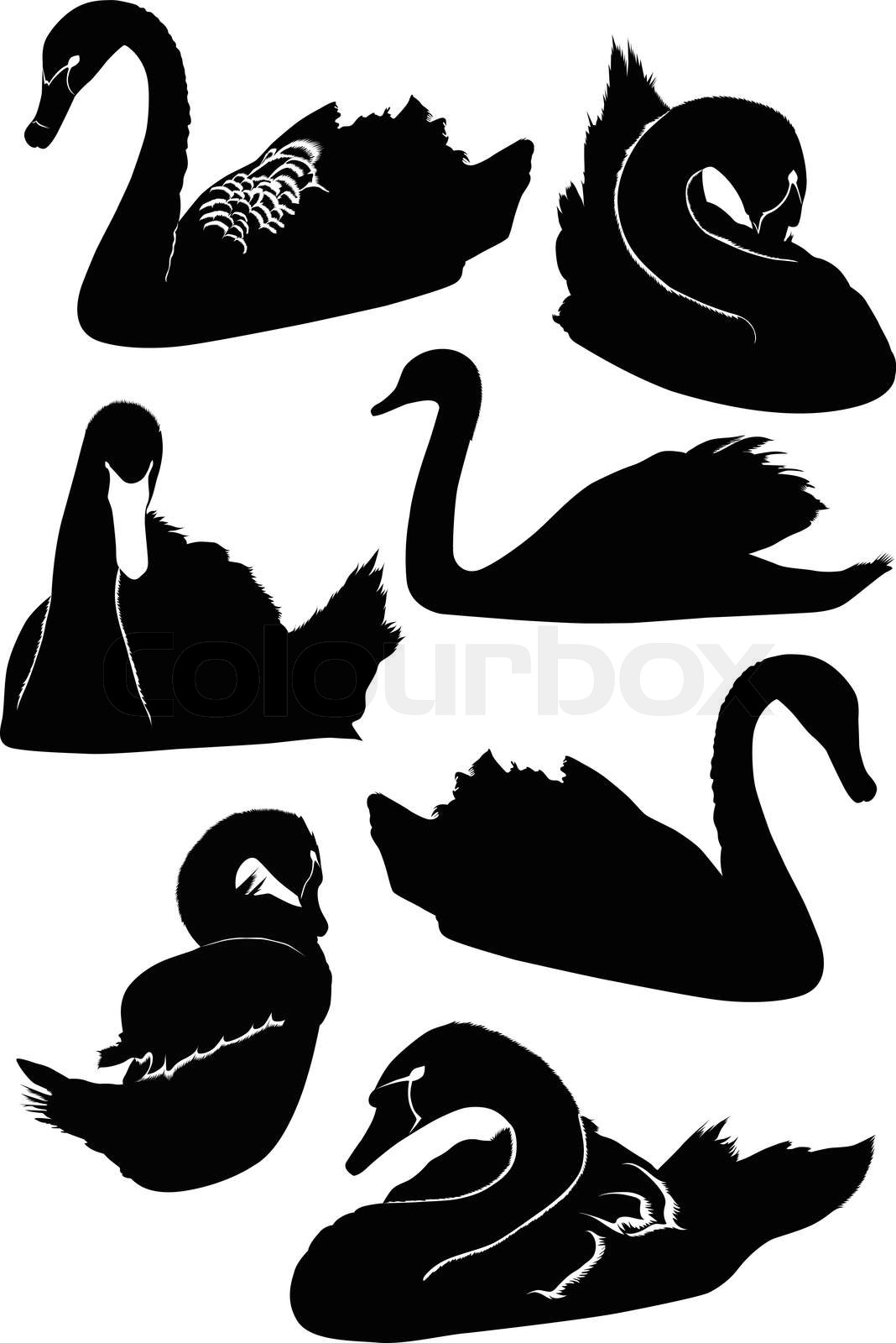 лебеди птицы | Stock vector | Colourbox