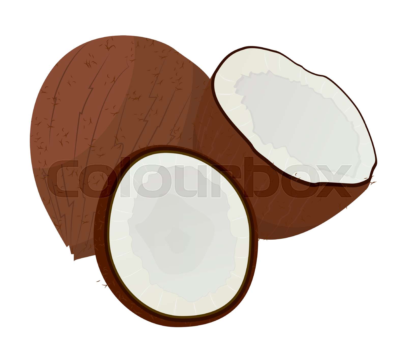 Ingredient Coconut in Shell Exotic Food Vector Stock vector Colourbox
