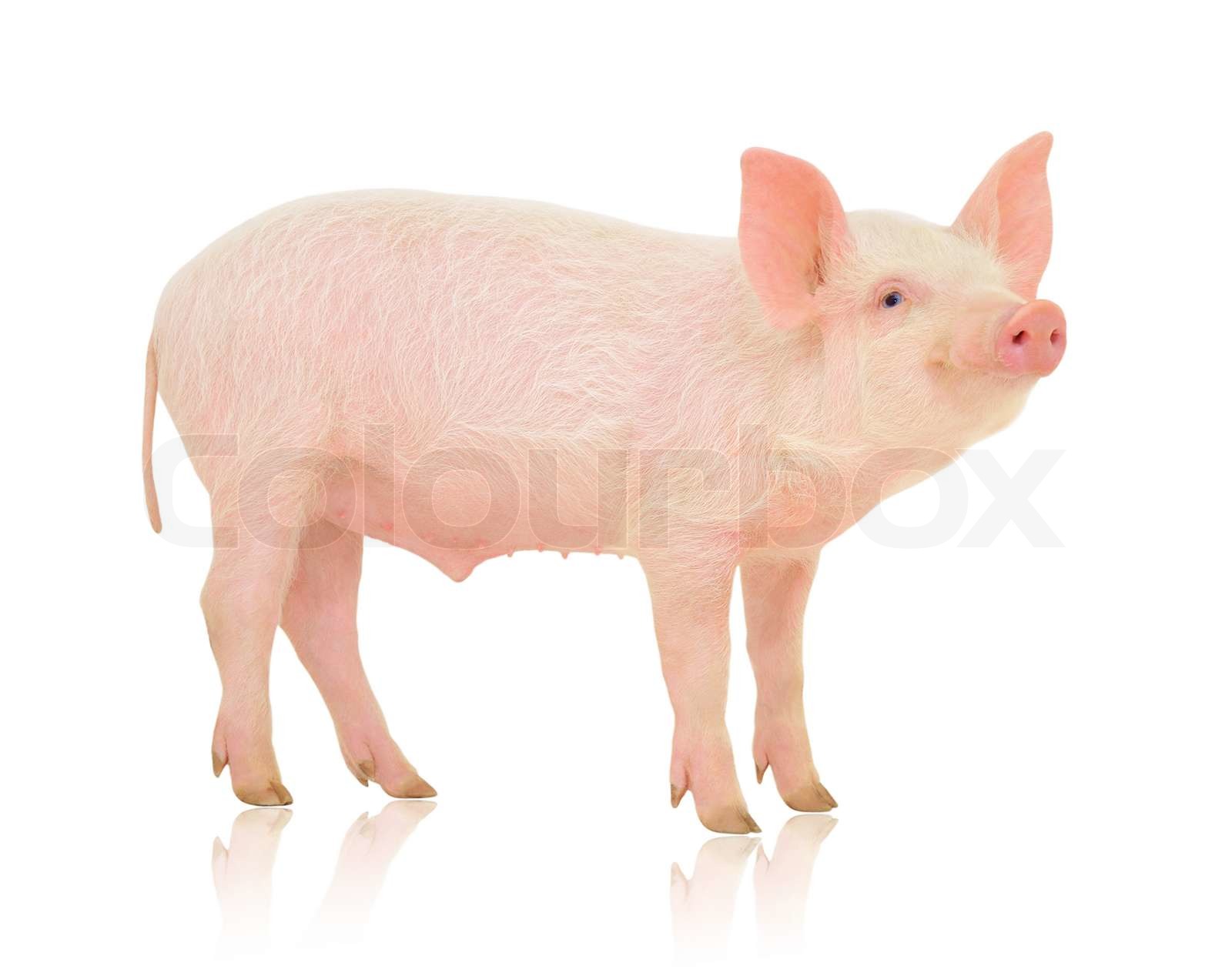Pig Real Colour